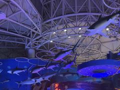 -烟台海昌鲸鲨海洋公园