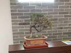 -雅享养生·中医调理·筋骨艾灸(广兰路店)