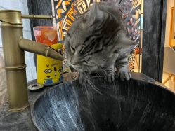 -幸运7纹身刺青Lucky7tattoo