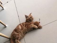 -平行世界·猫咖(首经贸店)