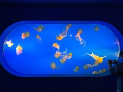 -太平洋海底世界