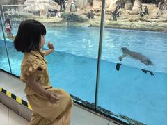 -帝企鹅自助餐厅•儿童岛•真企鹅(长隆企鹅酒店)