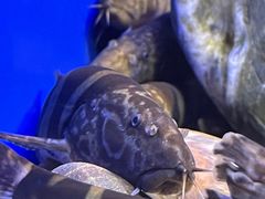 -上海海洋水族馆