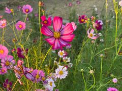 -合肥滨湖国家森林公园