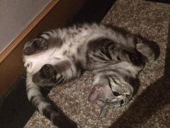 iphone_upload_pic-Bastet sally猫舍购宠(静安店)