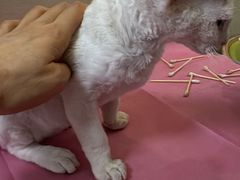 -北京观赏动物医院·24小时大型综合·猫专科·异宠专科