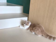 -飞行喵MR PILOT|猫舍·猫咖(静安大融城店)