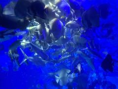 -江和美海洋公园