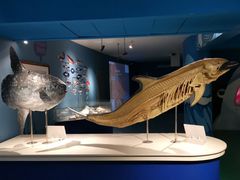 -烟台海昌鲸鲨海洋公园