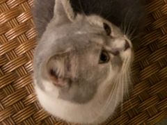 -猫色咖啡·猫咖