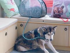 -芭比堂动物医院·CT·微创中心(新顺分院)