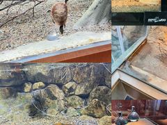 -帕帕拉兹宠物(亚洲旗舰店)