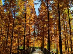 -黄海国家森林公园