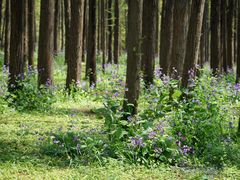 -上海共青森林公园