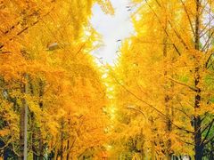 -千年银杏谷文化旅游区