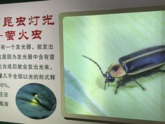 -上海昆虫博物馆