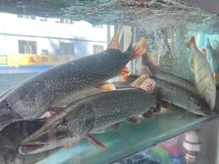 -煲来饱去冷水鱼