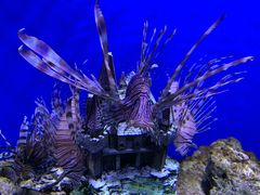 -芜湖新华联大白鲸海洋公园