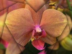 -静岸花卉园艺(三星坊店)