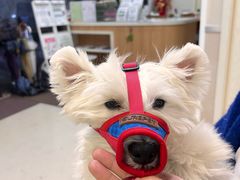 -爱妮康宠物医院·干细胞免疫细胞·肿瘤·心脏(张江店)