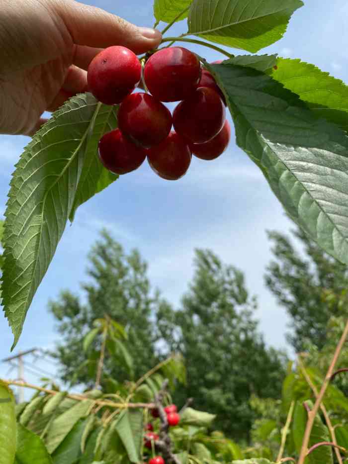 白鹿原赵家村樱桃采摘园
