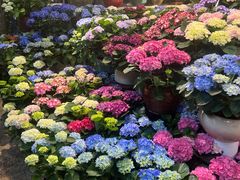 -双季花艺园艺市场(浦东店)