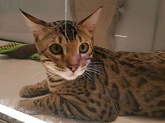 -babydoll猫舍·米努特·德文·缅因(久光中心店)