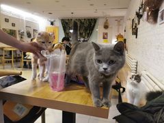 -平行世界·猫咖(首经贸店)