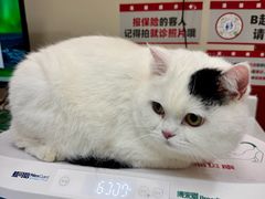 -御宝贝24h宠物医院·转诊中心·CT核磁血透中心(厦门总院)