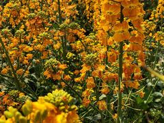 -中国天府农业博览园