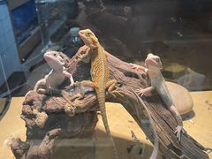 -酷以爬仙阁实体爬宠店·守宫·蜥蜴·专业繁育