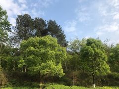 -铁山坪森林公园