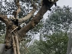 -都江堰中华大熊猫苑