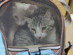 -芭比堂宠物医院·全科爱猫医院·仁德分院
