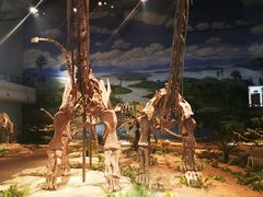 -自贡恐龙博物馆