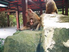 -南湾猴岛+椰田古寨一日游