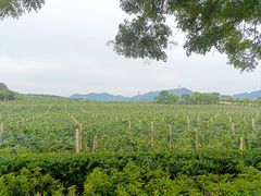 -北京张裕爱斐堡酒庄