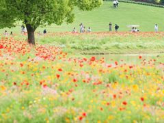 -花开海上生态园