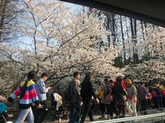 很美，路过&nbsp;建议所有喜欢樱花的人&nbsp;淘宝买苗&nbsp;自己小区里随手种&nbsp;为了更好的未来-龙井村