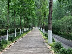 -合肥滨湖国家森林公园