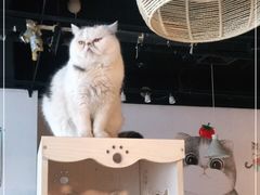 -Cappucimeow猫咪咖啡馆(韦伯时代店)