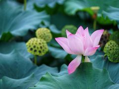 -白塘生态植物园