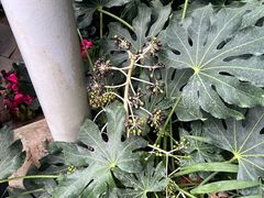 -沈阳植物园