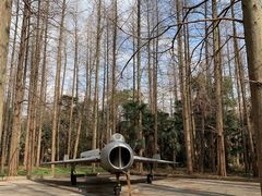-东平国家森林公园