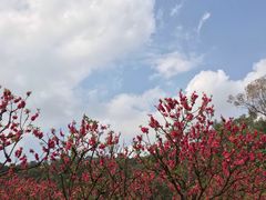 -南国桃园旅游度假区