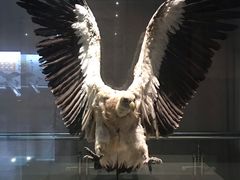 -青藏高原自然博物馆