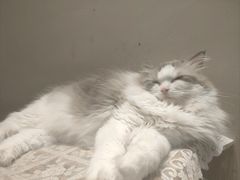 -有猫咖啡umeow coffee