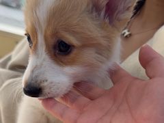 -芭比堂动物医院·CT·微创中心(新顺分院)