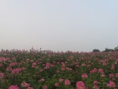 -大塘金香草谷