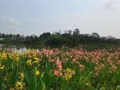 -海珠湖公园